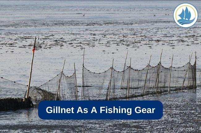 Gillnet as a Fishing Gear
